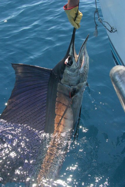 Billfish along side boat Billfish along side boat